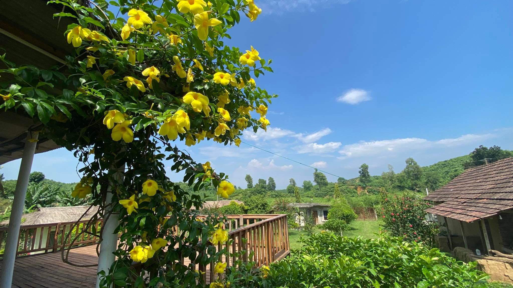 Wooden deck railing framed by a yellow allamanda vine, looking across the resort lawn to a clay-tile-roofed open hut, a low concrete outbuilding and green hills beyond