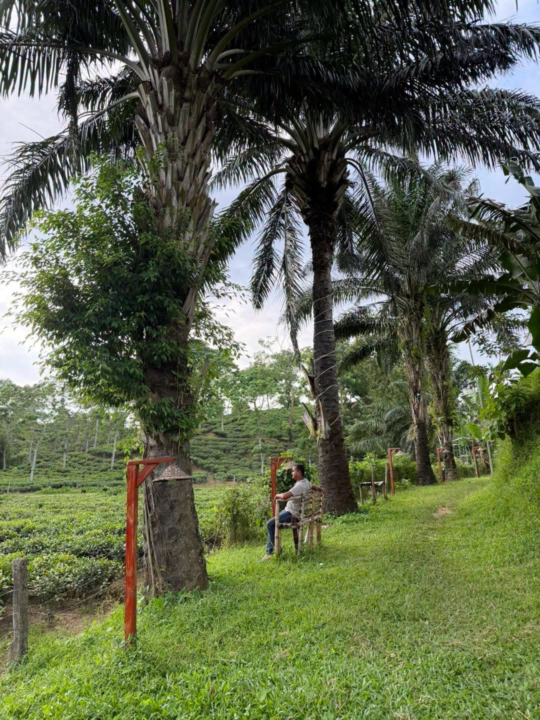 Row of tall palm trees along a grass path with matching wooden chairs at each tree, overlooking the tea garden hills bordering the resort